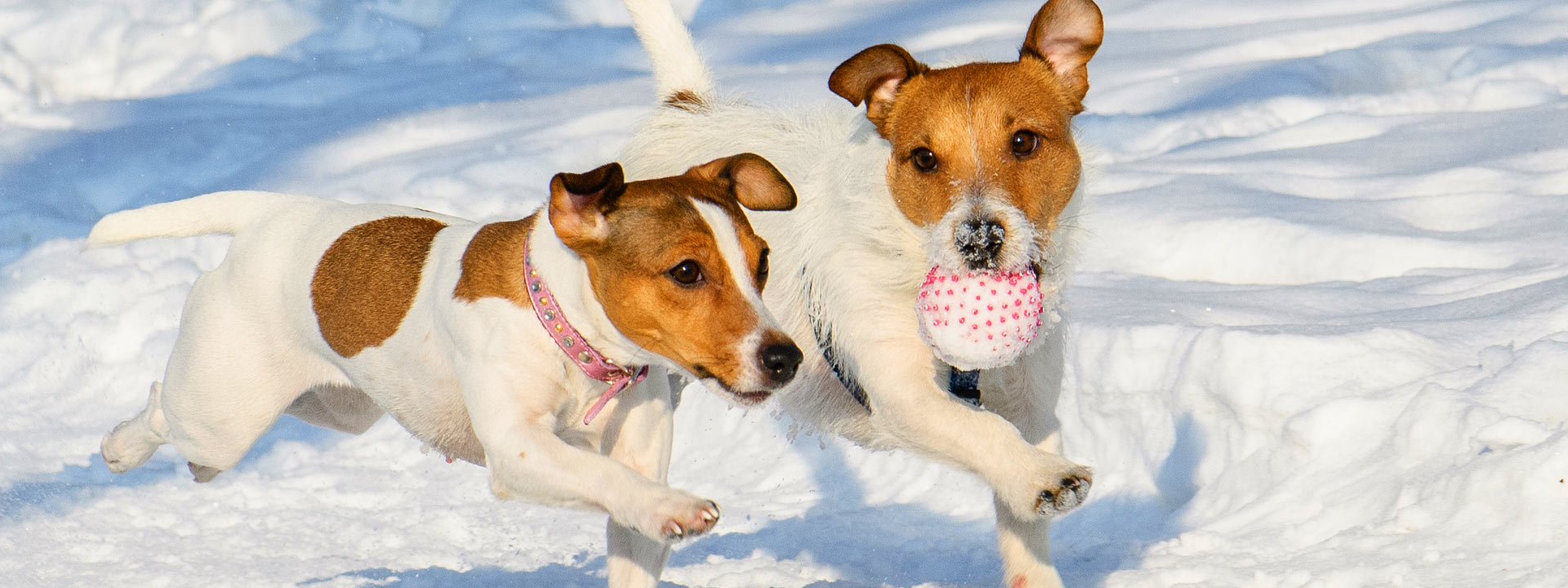 SKIURLAUB MIT HUND