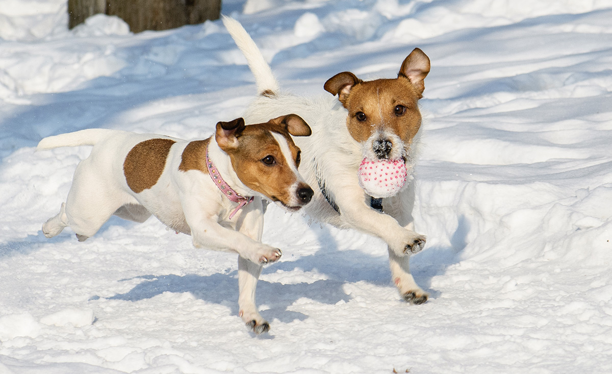 Skiurlaub im hundefreundlichen Skihotel - Hunde im Schnee